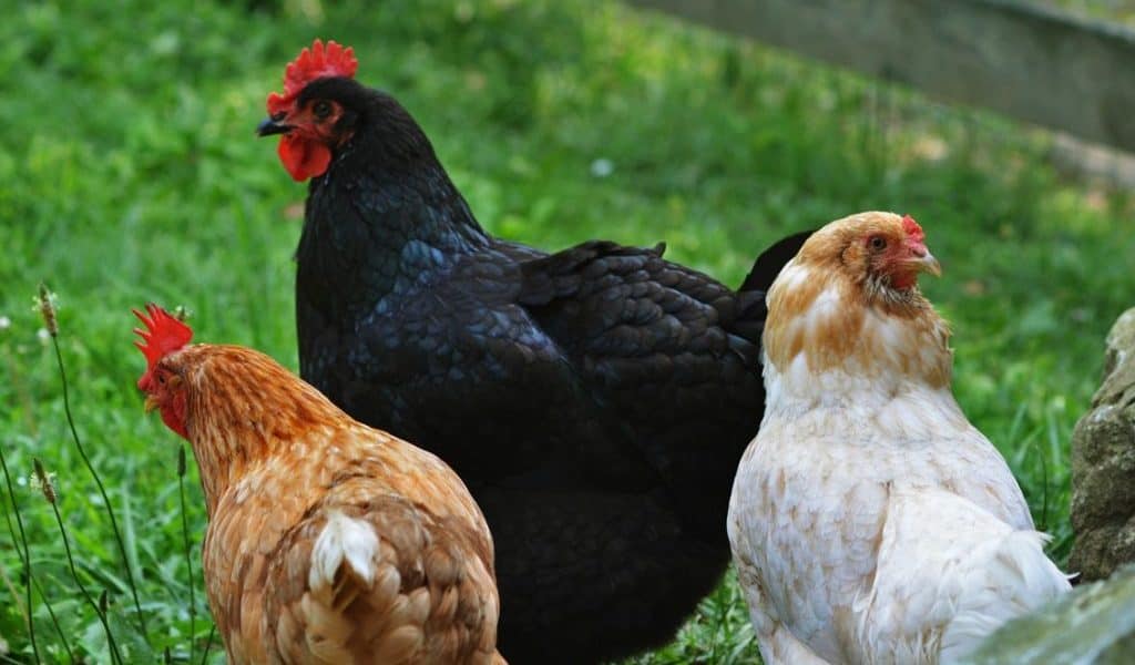 chickens-barn-Outside-Summer-2017-the-cove