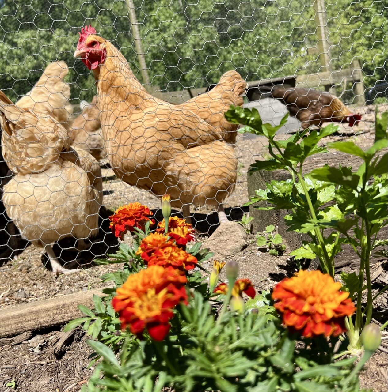 Chicken Garden - The Cove at Fairview - Vacation Rentals - Asheville, NC