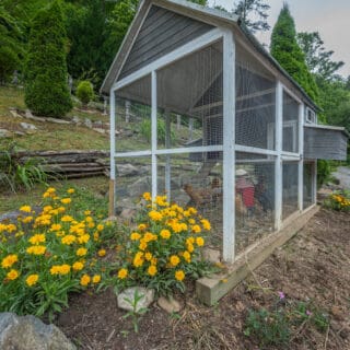 Chicken coop for younger chickens - The Cove at Fairview Vacation Rentals - Asheville NC