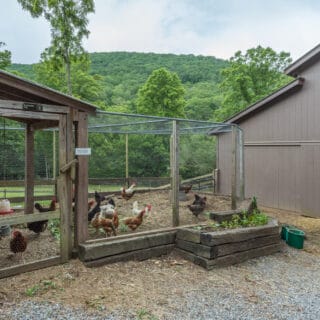 The Cove at Fairview has three chicken coops - The Cove at Fairview Vacation Rentals - Asheville NC