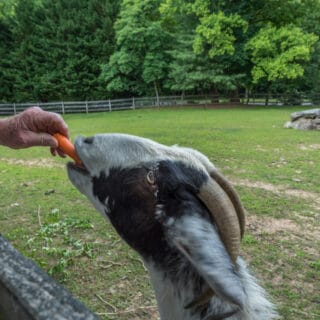 Guest feeding a goat - The Cove at Fairview Vacation Rentals - Asheville NC