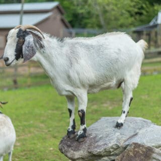 A goat is climbing a rock - The Cove at Fairview Vacation Rentals - Asheville NC