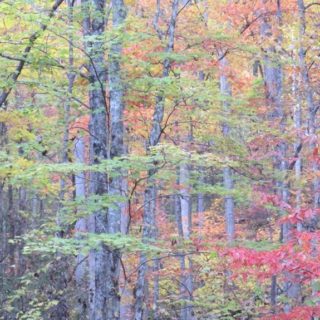 Woods in the Fall at The Huntley - The Cove at Fairview Vacation Rentals - Asheville NC