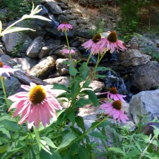 Echinacea in Bloom at The Huntley - The Cove at Fairview Vacation Rentals - Asheville NC