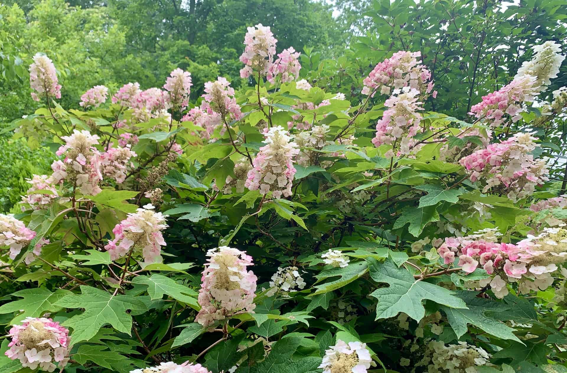 Oak Leaf Hydrangea Oak Leaf Hydrangea - The Cove at Fairview - Vacation Rentals - Asheville, NC