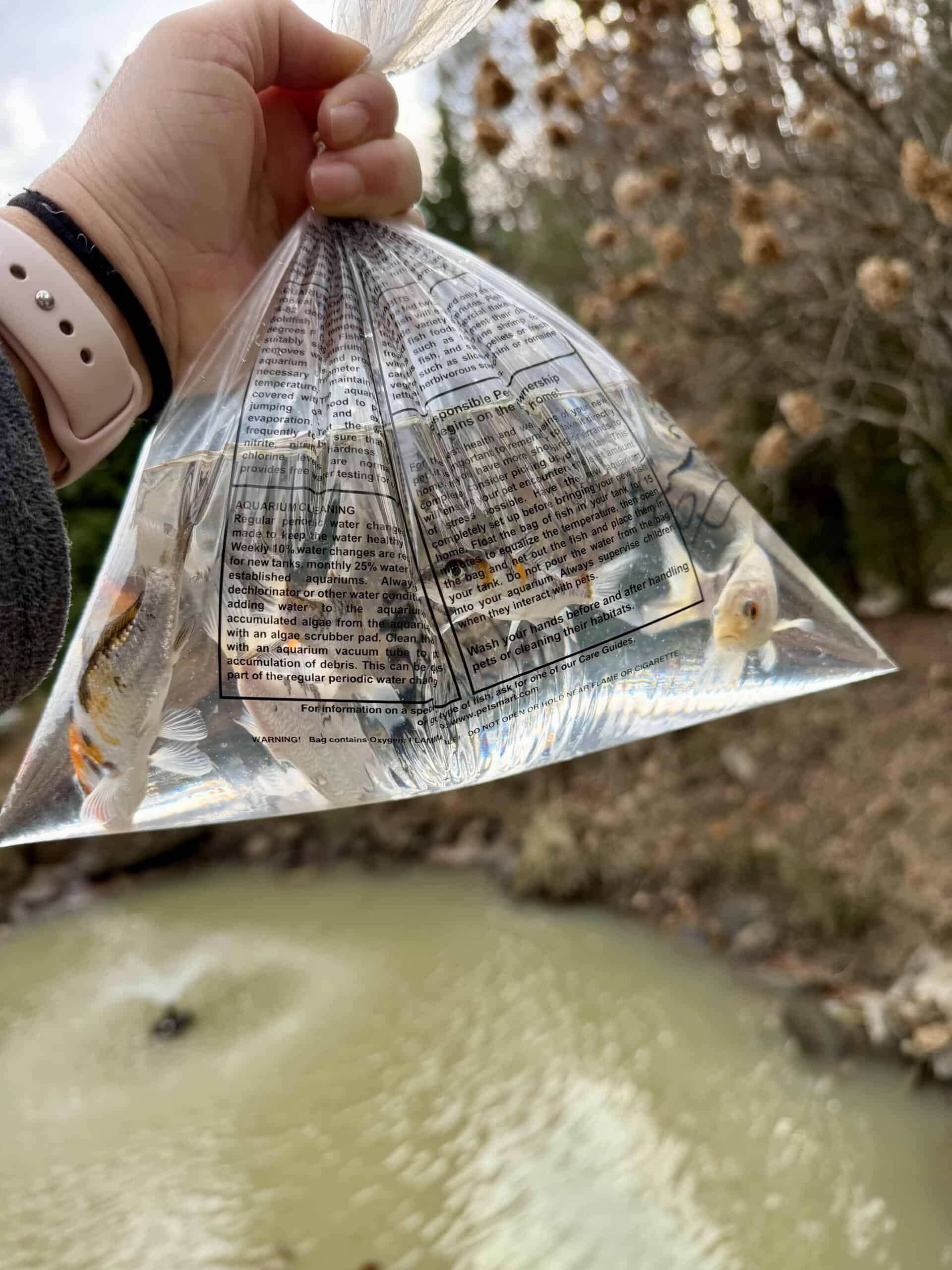 Koi Fish - The Cove at Fairview - Vacation Rentals - Asheville, NC