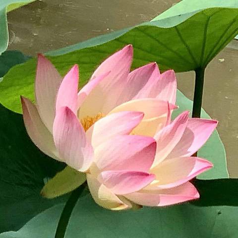 Lotus Flower in bloom!