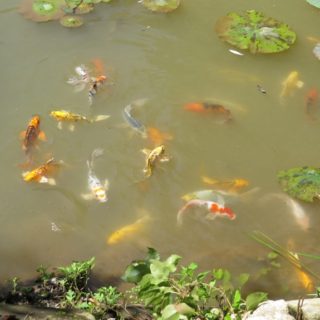 Koi fish - The Cove at Fairview - Vacation Rentals - Asheville, NC