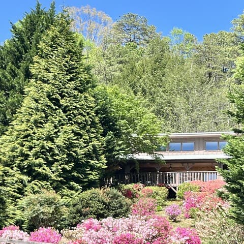 Enjoy these Spring Azaleas - The Cove at Fairview - Vacation Rentals - Asheville, NC