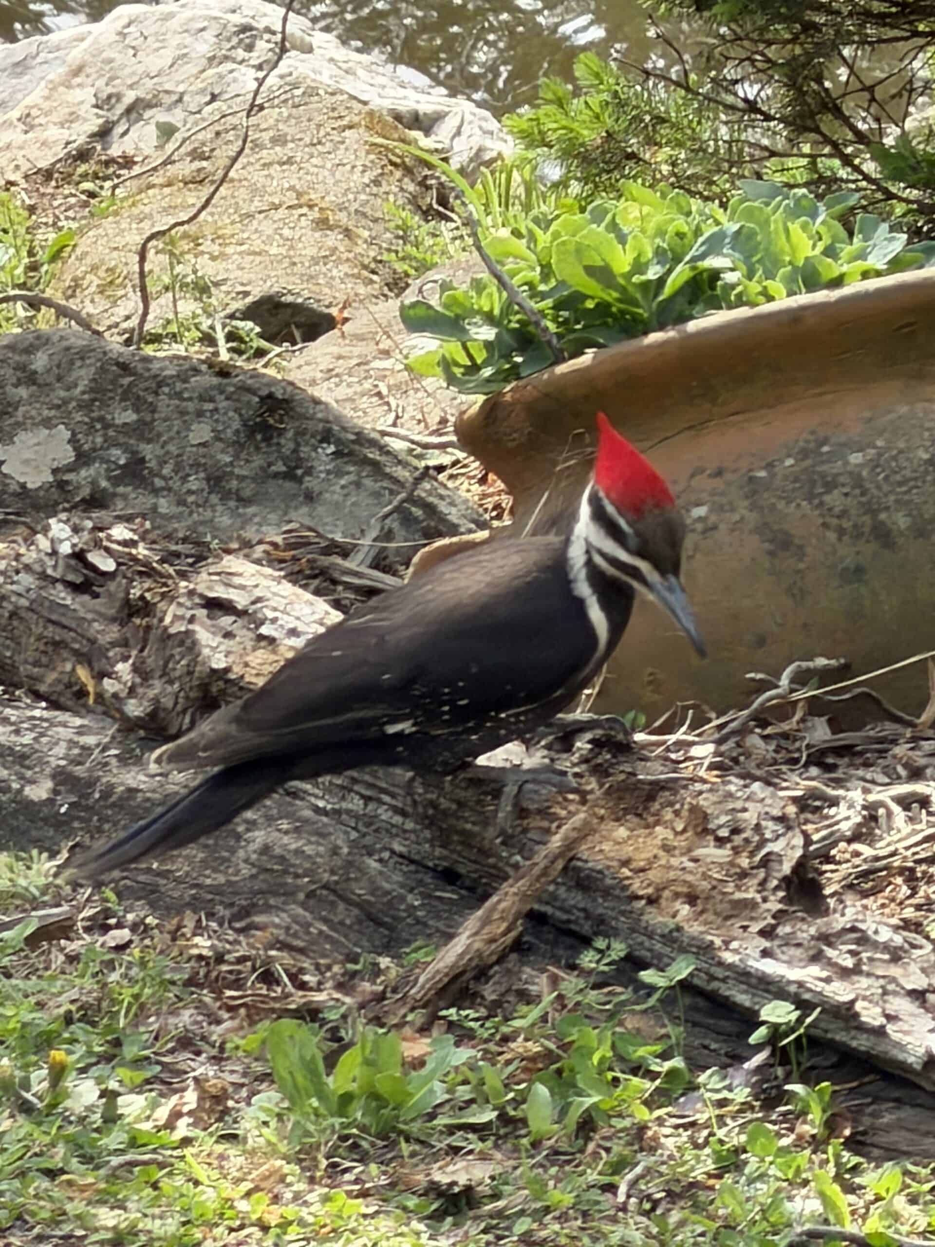 Pileated Woodpecker - The Cove at Fairview - Vacation Rentals - Asheville, NC