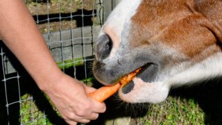 feeding-carrot-to-horse-at-the-cove