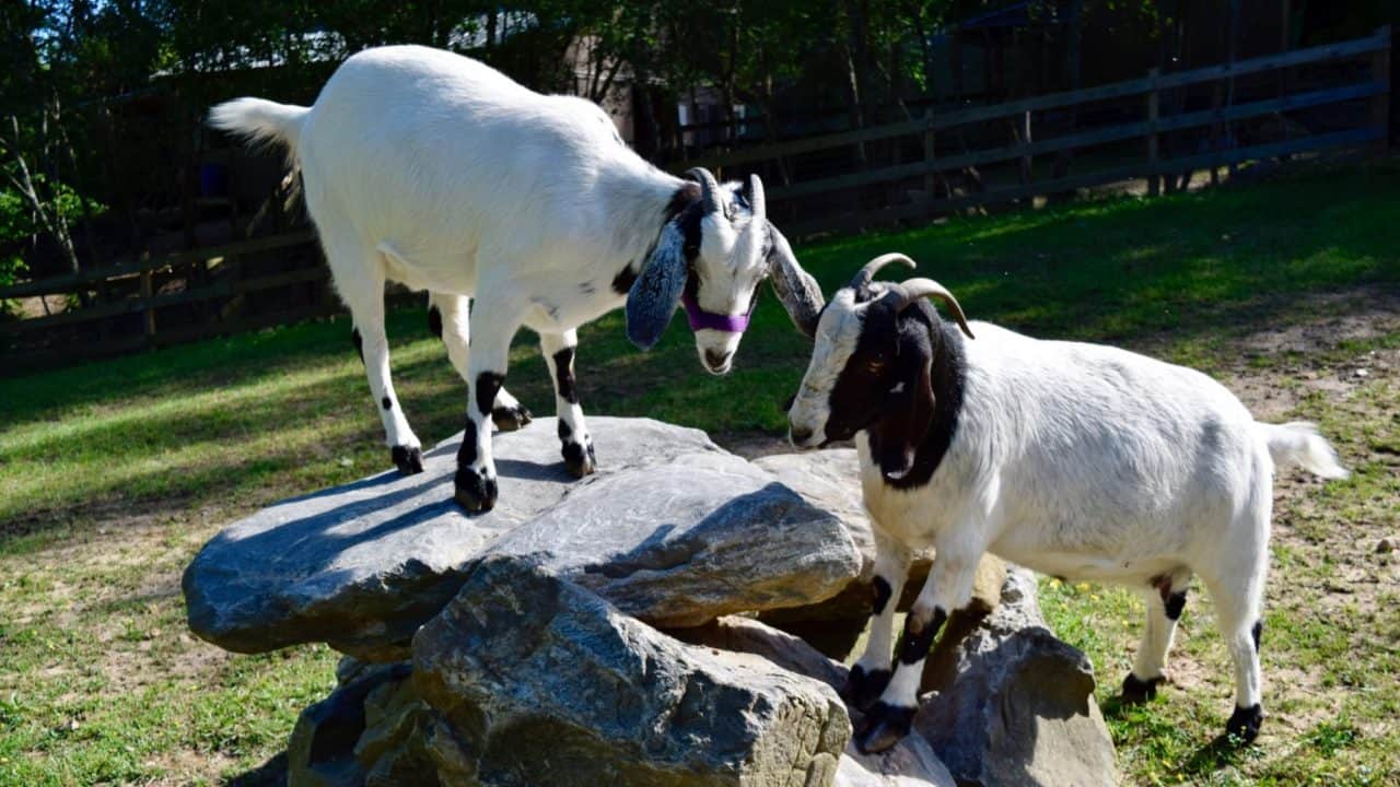 Under-Nubian-Goats-at-the-cove