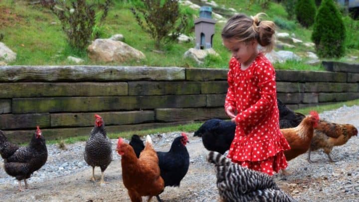 blog-young-girl-with-chickens-at-the-cove