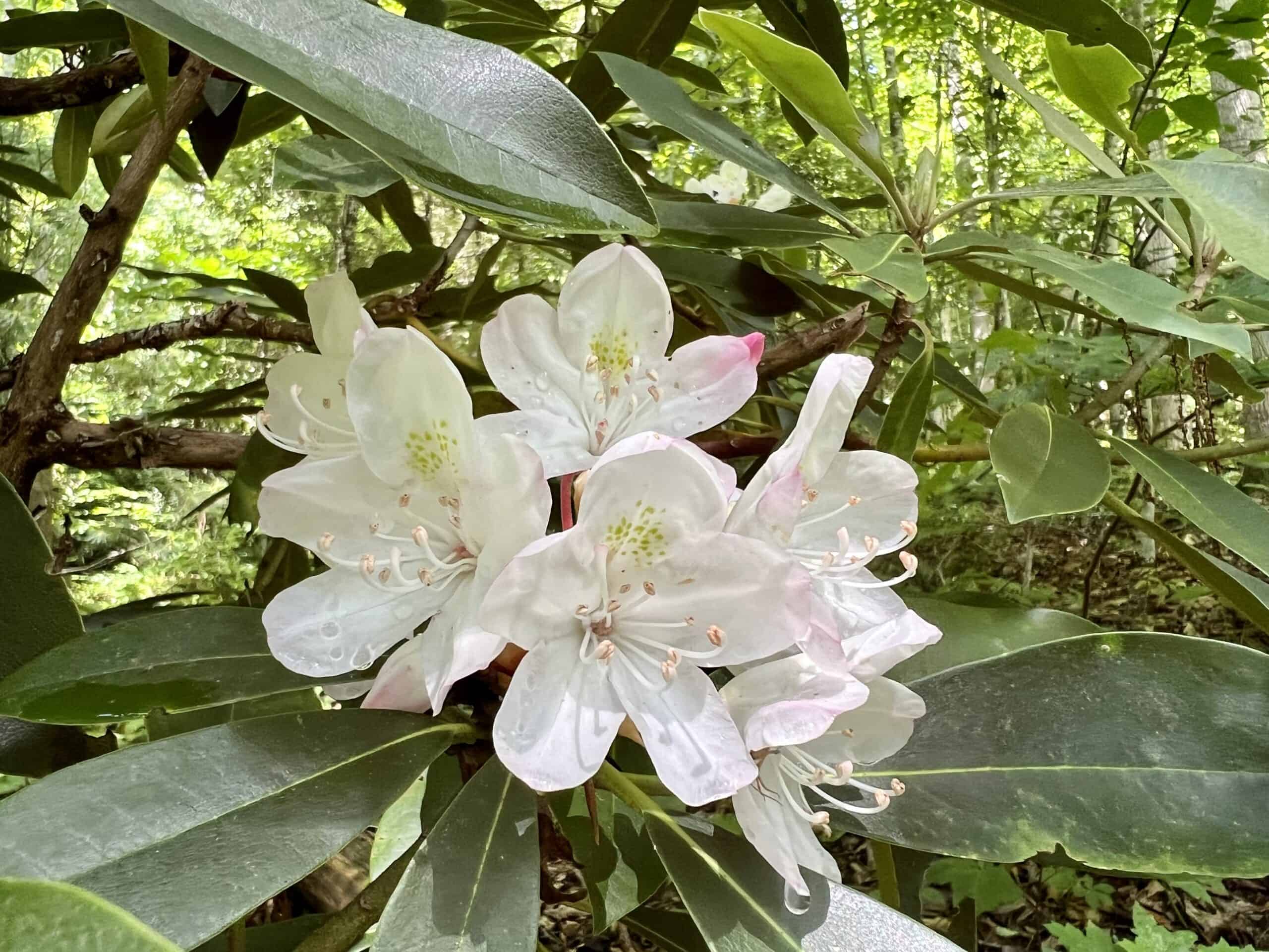 rhododendron-bloom-the-cove